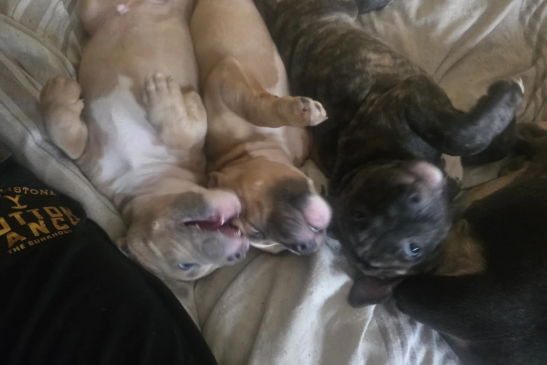 Bullmastiff