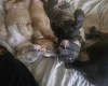 Bullmastiff