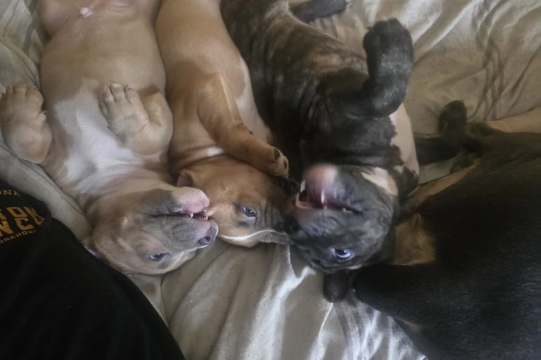 Bullmastiff