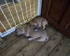 Bullmastiff