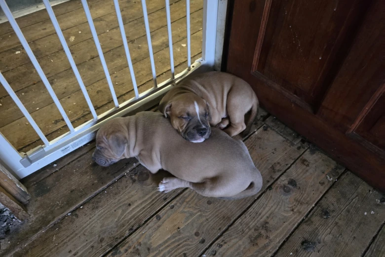 Bullmastiff