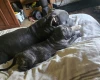Bullmastiff