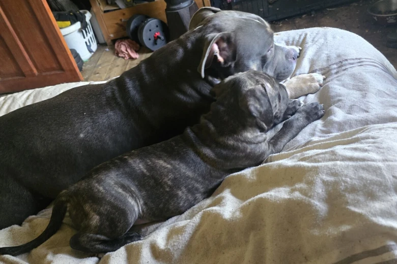 Bullmastiff
