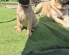 Bullmastiff