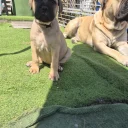 Bullmastiff