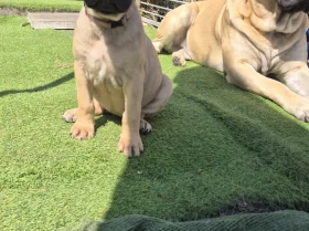 Bullmastiff