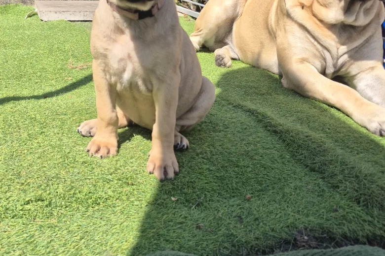 Bullmastiff