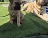 Bullmastiff