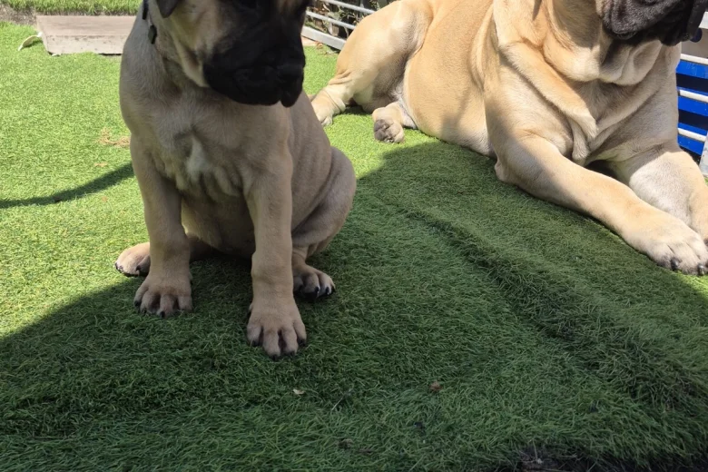 Bullmastiff