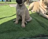 Bullmastiff