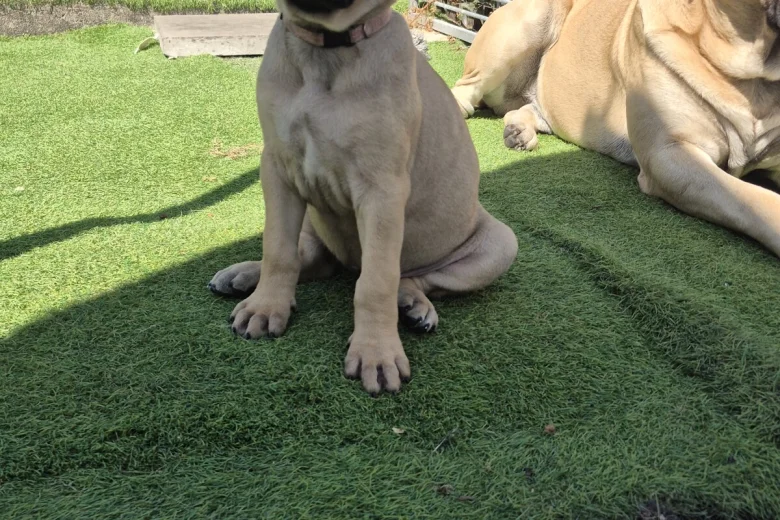 Bullmastiff