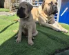 Bullmastiff