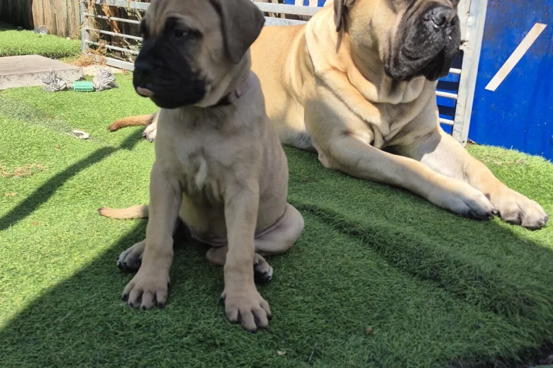 Bullmastiff