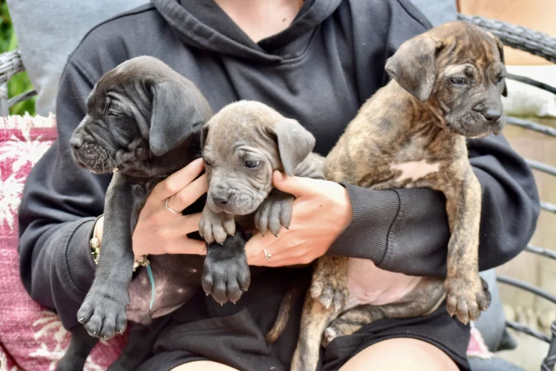 Cane Corso
