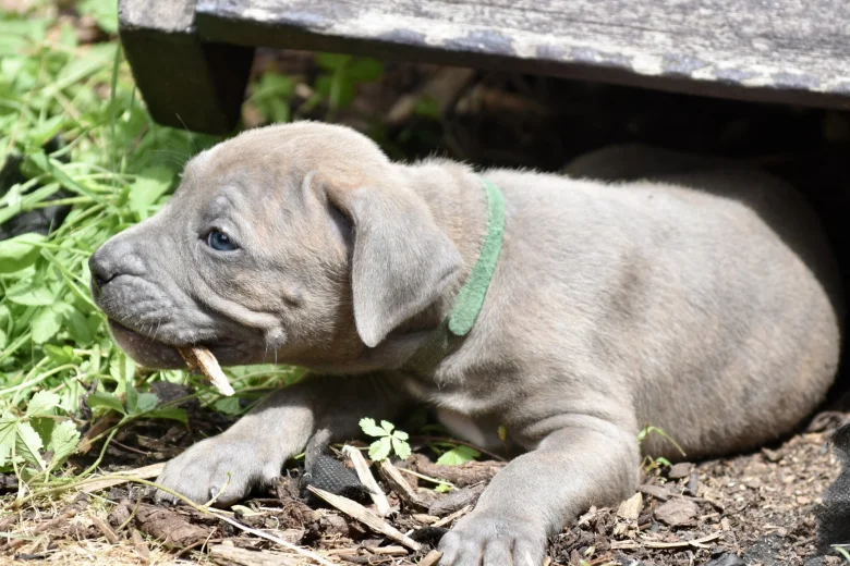 Cane Corso