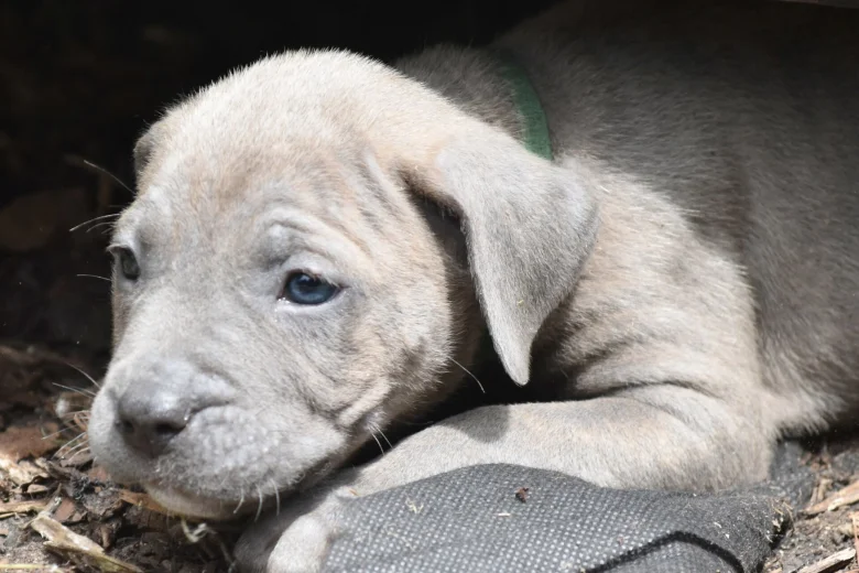 Cane Corso