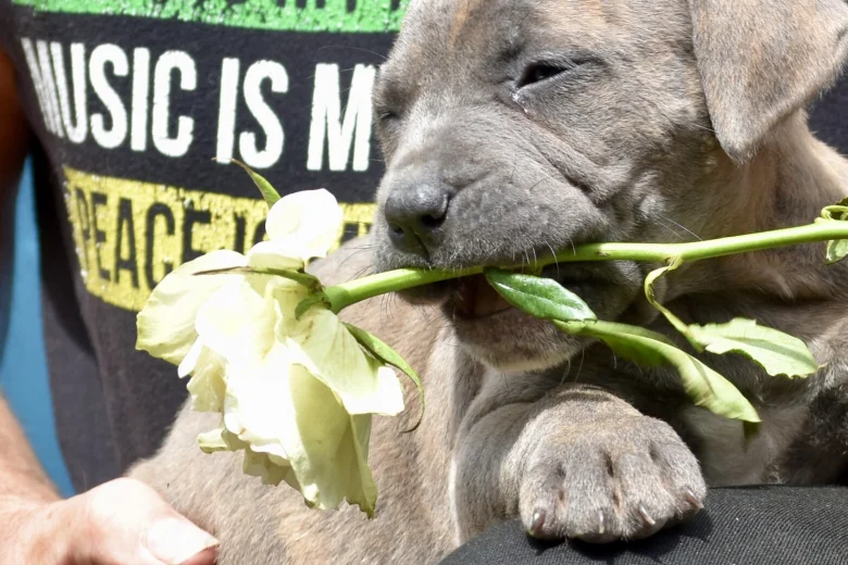 Cane Corso
