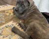 Cane Corso