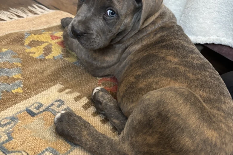 Cane Corso