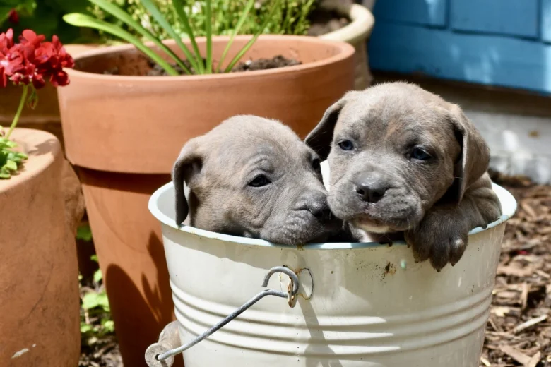 Cane Corso