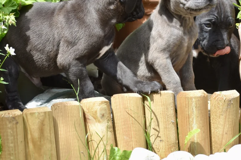Cane Corso