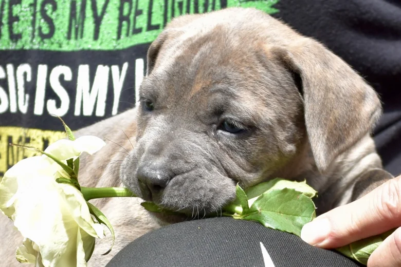 Cane Corso