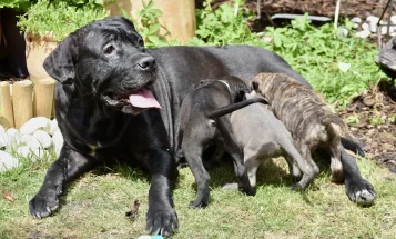 Cane Corso
