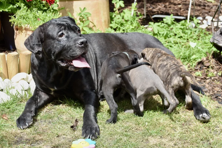 Cane Corso