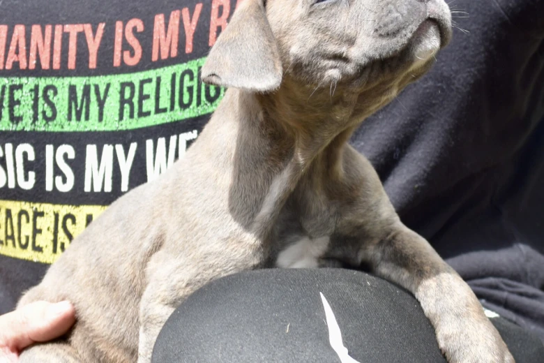 Cane Corso