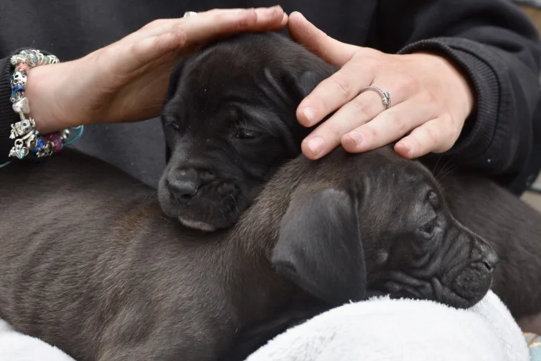 Cane Corso