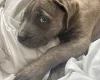 Cane Corso