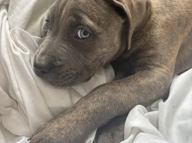 Cane Corso