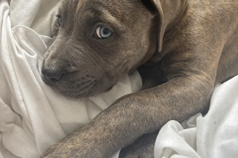 Cane Corso