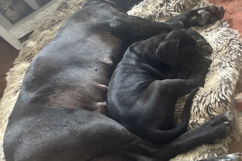 Cane Corso