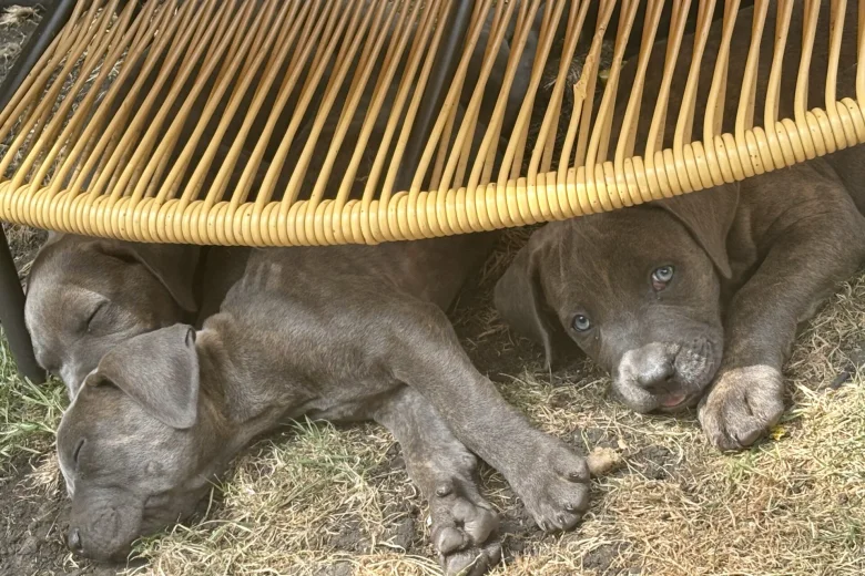Cane Corso