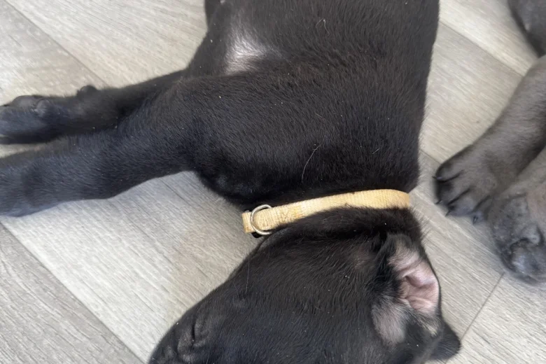 Cane Corso