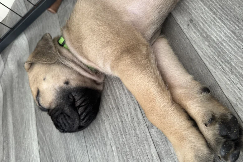 Cane Corso