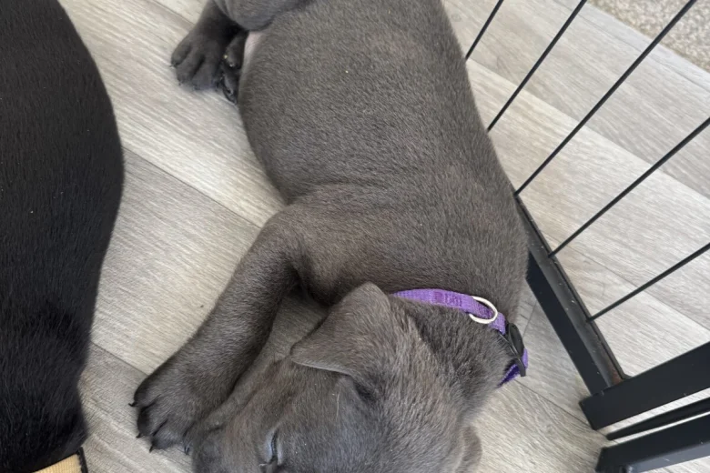 Cane Corso