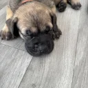 Cane Corso