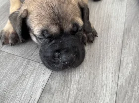 Cane Corso