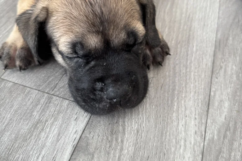 Cane Corso