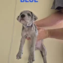 Cane Corso