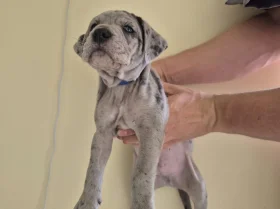 Cane Corso