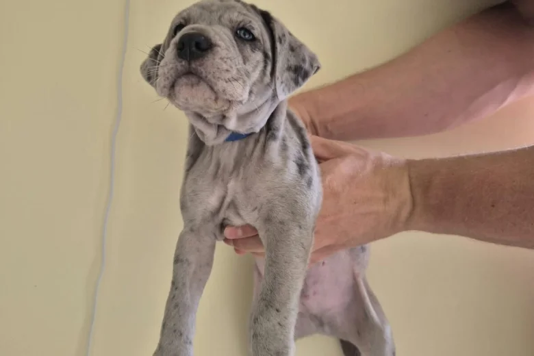 Cane Corso