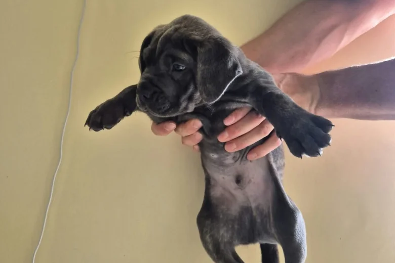 Cane Corso