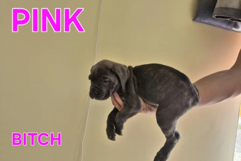 Cane Corso