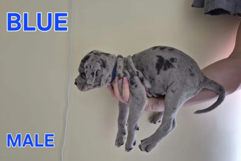 Cane Corso