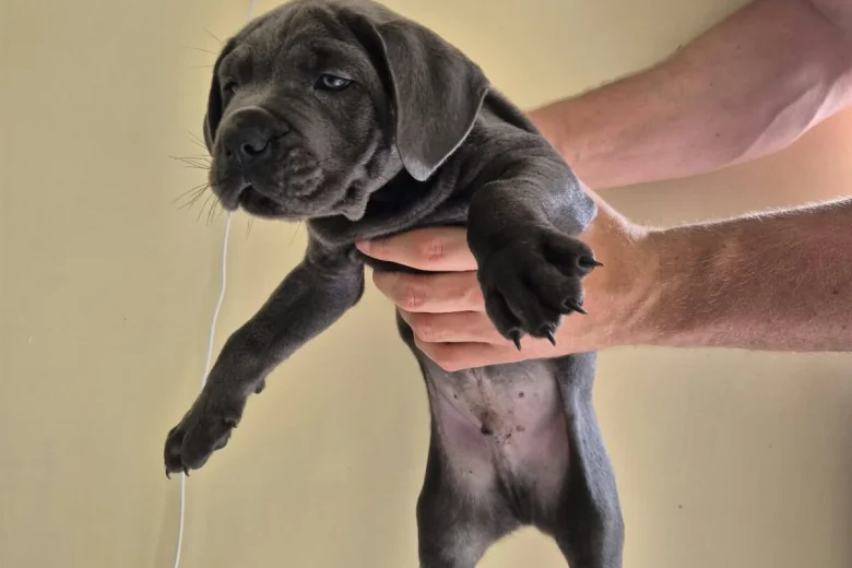 Cane Corso