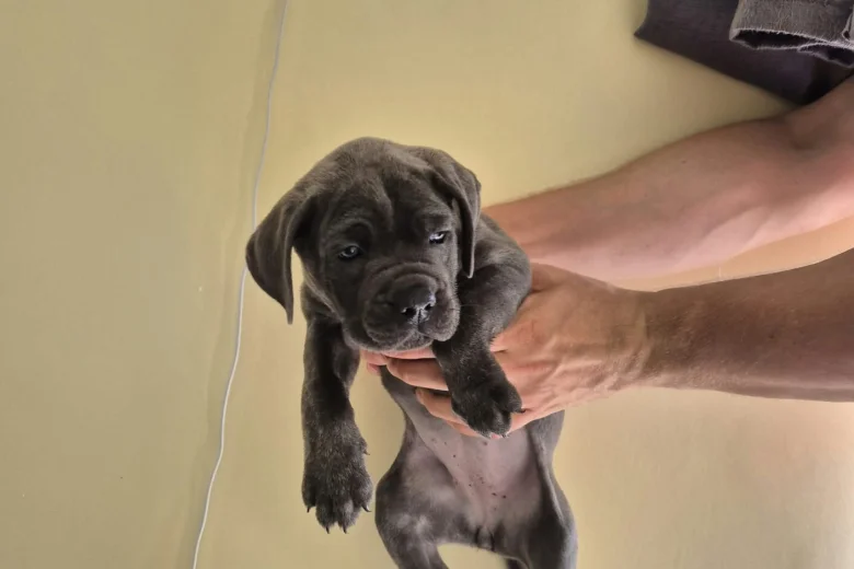 Cane Corso