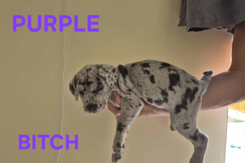 Cane Corso